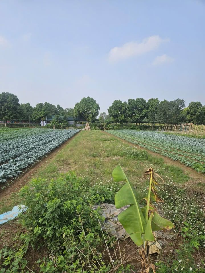 Đất vườn 309m² tại Làng Yên Mỹ, Thanh Trì - Tiềm năng kinh doanh lớn chỉ 2,9 triệu/m²!