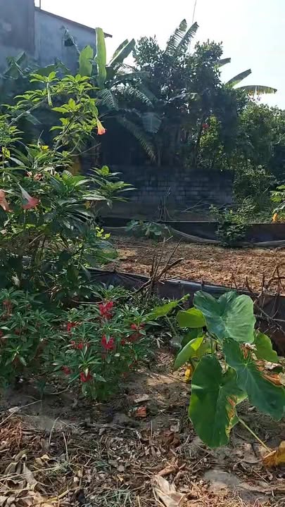 Đất 2 mặt tiền TDP An Phú - Tân Tiến, 167m² giá chỉ 2xxx - Đầu tư sinh lời ngay!