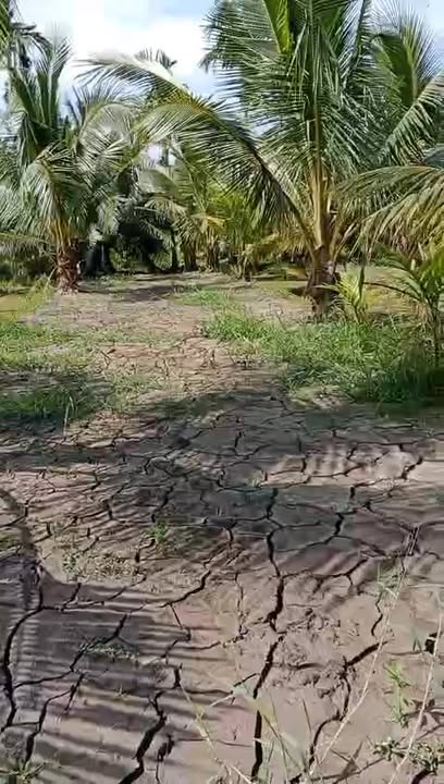 Đất nền Bình Thành, Giồng Trôm 1700m² - Giá chỉ 812 triệu!