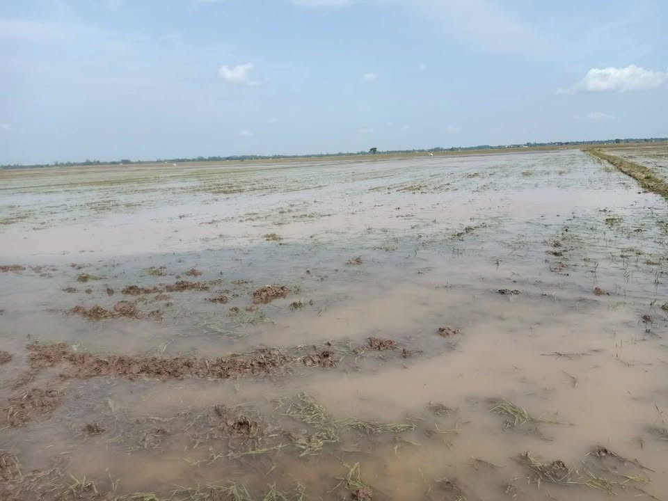 Đất lúa Tân Thạnh, An Giang 2053m² giá 200 triệu - Đầu tư sinh lời ngay!