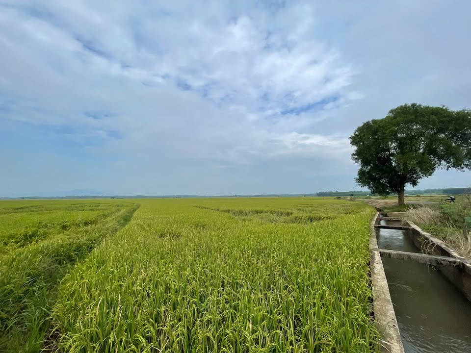 Đất nông nghiệp Long Tân 9959m² giá 3.5 tỷ - Cách trung tâm chỉ 1km!