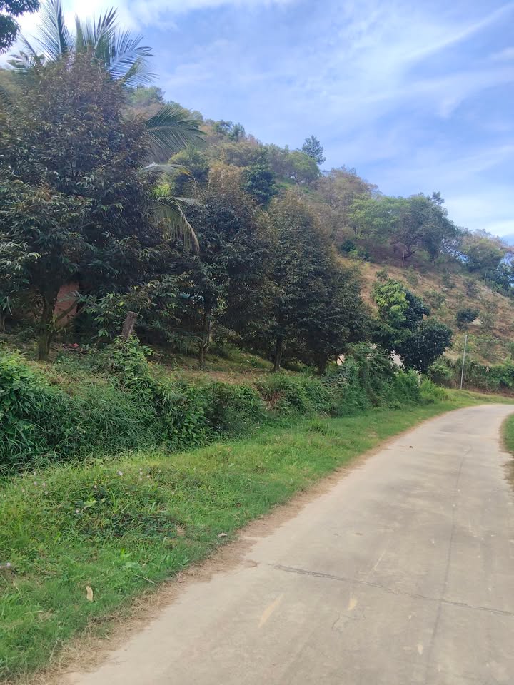 Đất Farm 3,1ha tại Nam Ninh, Cát Tiên - Giá chỉ 1,6 tỷ - Lộc lá dồi dào!