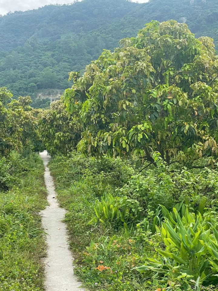 Đất vườn Lê Trì, Tri Tôn 5000m² giá 3.4 tỷ - Tiềm năng đầu tư cao!