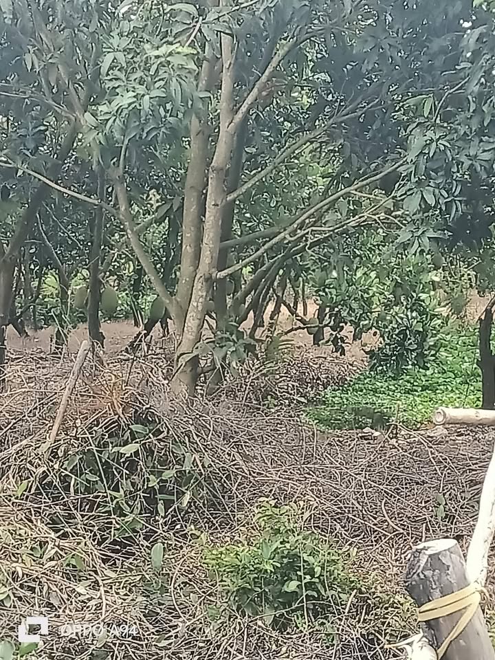 Đất nền Mỹ An Tháp Mười 6000m² giá 260 triệu - Đầu tư sinh lời ngay!