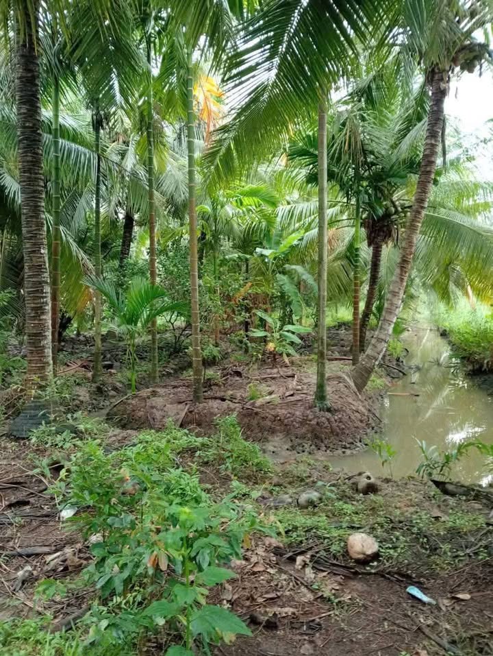 Đất nền Châu Bình, Giồng Trôm 1900m² giá 532 triệu - Cơ hội đầu tư tuyệt vời!