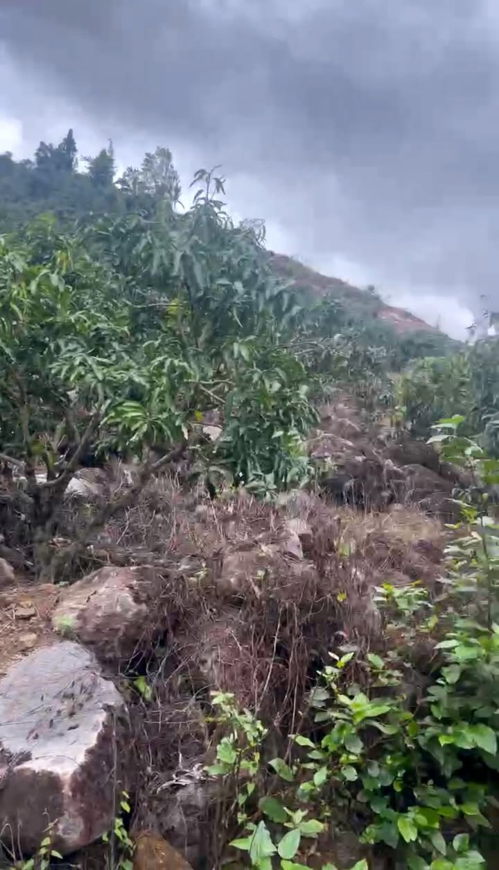 Farm 6ha tại xã Suối Hiệp, Diên Khánh giá 6.5 tỷ - Đang thu hoạch xoài 5 năm tuổi!