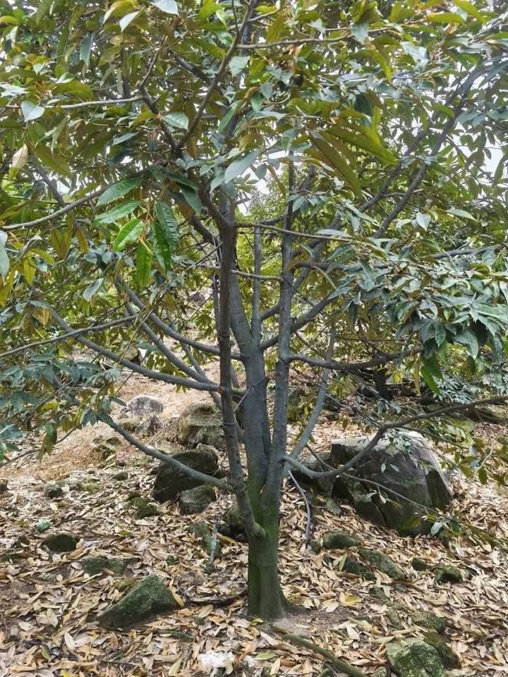 Farm 2 mẫu 5 tại Đa Kai, Bình Thuận giá 2,8 tỷ - Đầu tư sinh lời hấp dẫn!