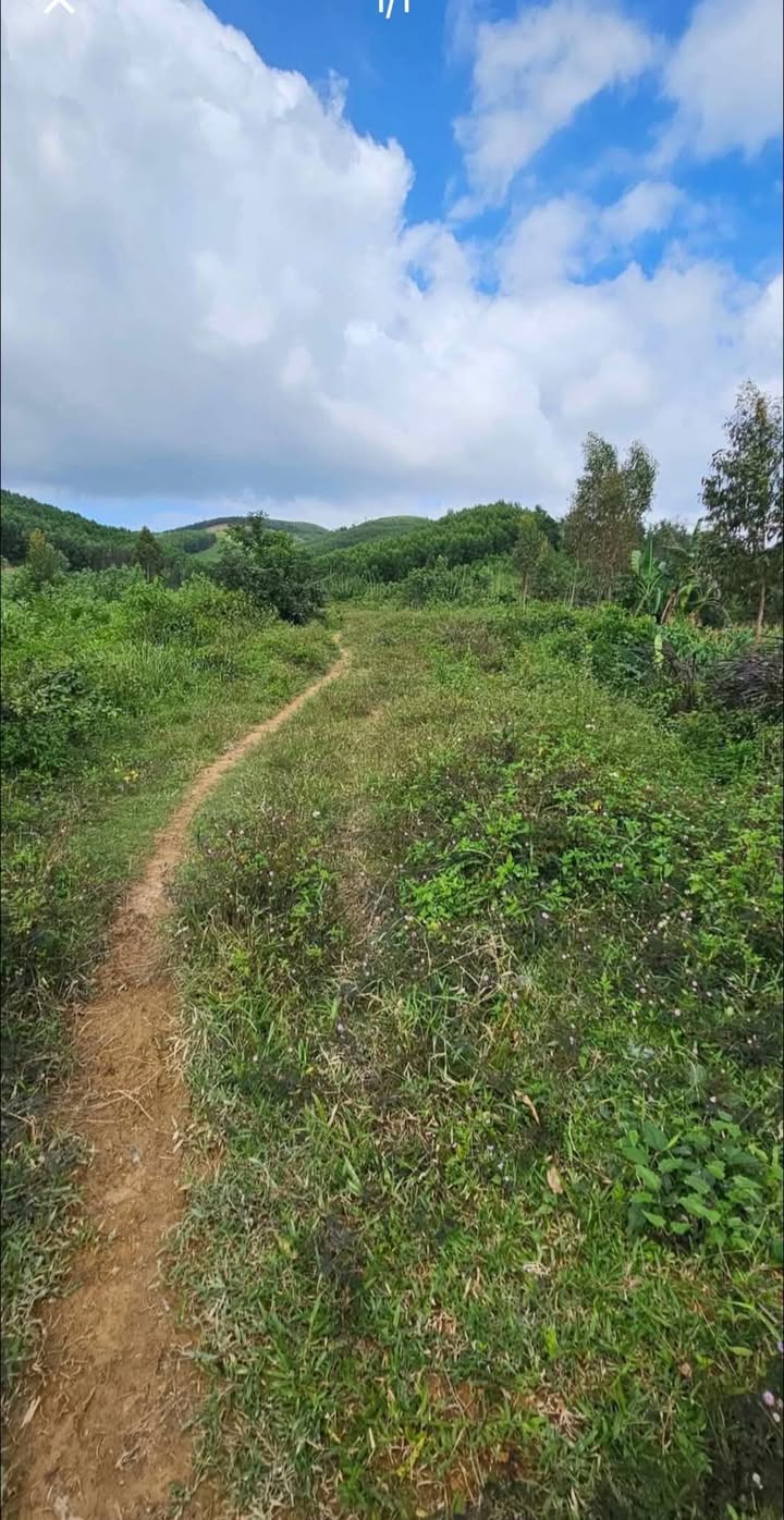 Đất nông nghiệp Hòa Phong, Krông Bông 150.000m² giá 825 triệu - Đầu tư sinh lời ổn định!