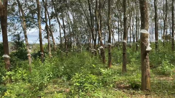 Đất Farm 1,7ha tại xã Ia Tôr, huyện Chư Prông, Gia Lai - Giá chỉ 2,5 tỷ VND