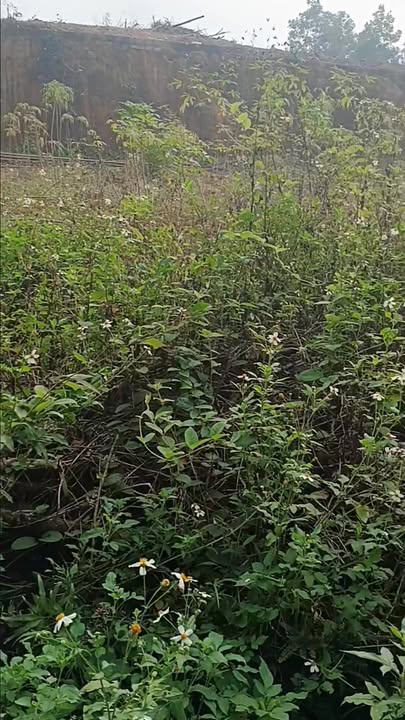 Đất nền Phong Châu 100m² giá chỉ vài trăm triệu - Đầu tư sinh lời ngay!