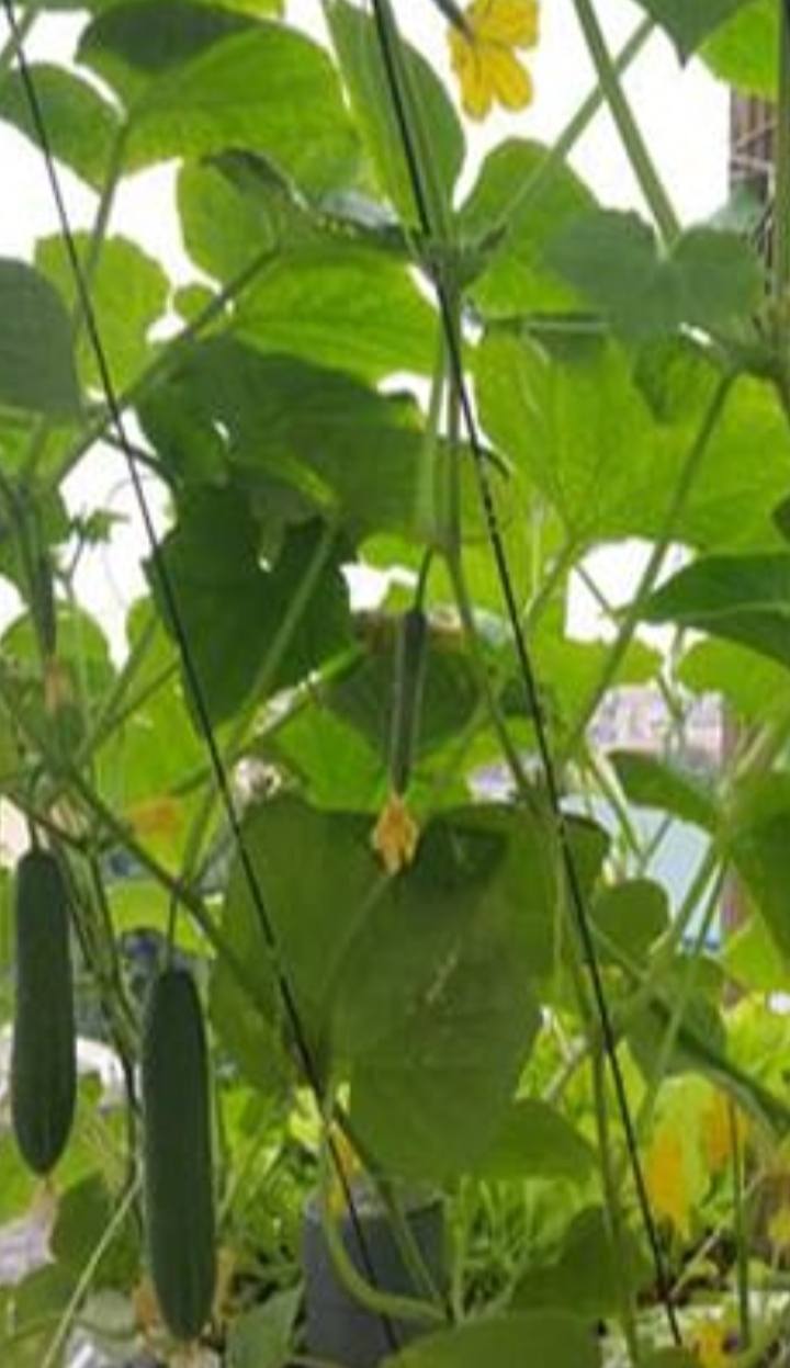 Đất vườn màu mỡ tại Ninh Hòa 90m² giá 3 tỷ - Cơ hội đầu tư tuyệt vời!