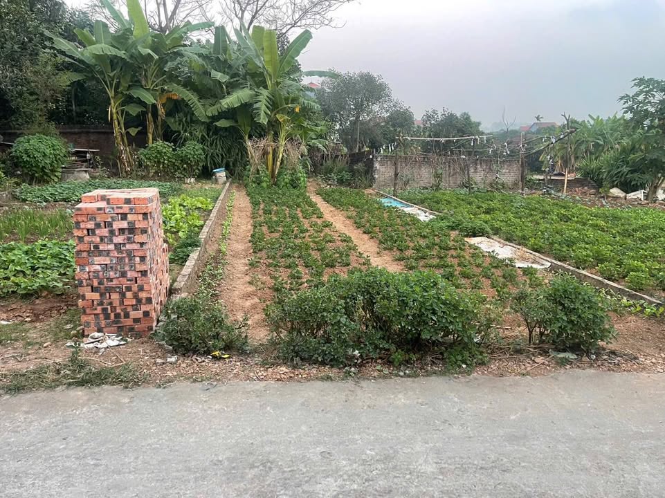 Đất thổ cư 111m² tại Thôn Thắng Trí, Minh Trí - Giá chỉ 2X triệu - Sẵn sàng giao dịch!