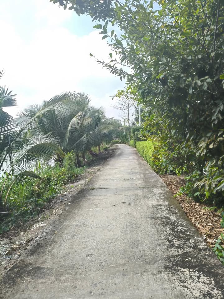 Đất lúa Thủy Đông, Thạnh Hóa 4,7 công giá 940 triệu - Cơ hội đầu tư tuyệt vời!