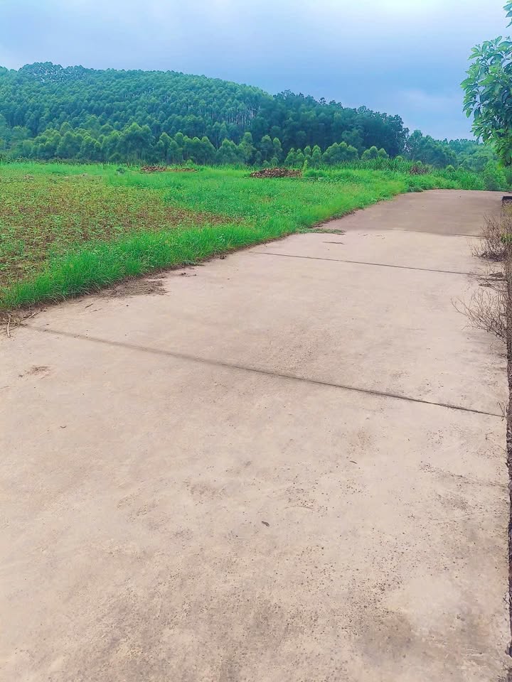 Đất Nghĩa Phương Lục Nam 800m² giá 700 triệu - Đất bằng phẳng, mặt tiền rộng!