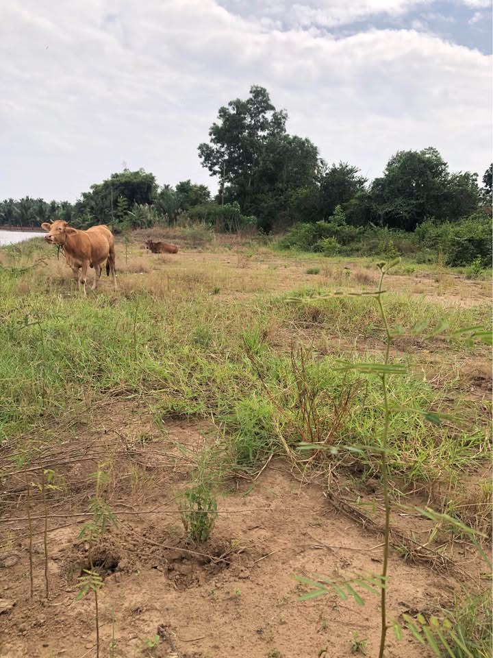 Đất nền Tân Long Hội, Vĩnh Long 120m² giá 220 triệu - Sổ hồng chính chủ, vị trí đẹp!