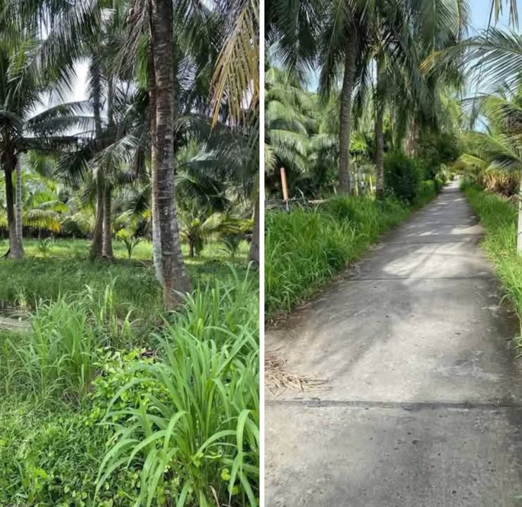 Đất vườn dừa Giồng Trôm 600m² giá 420 triệu - Đường ô tô vào tận nơi!