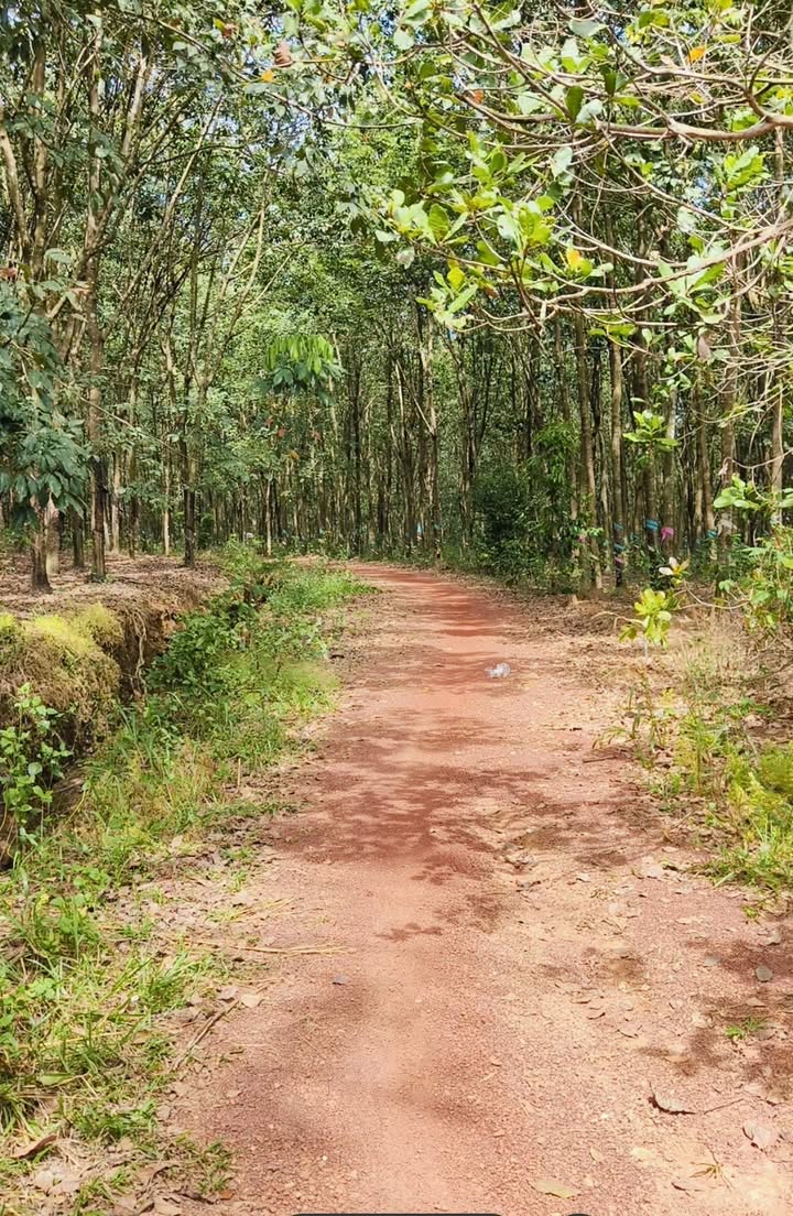 Đất nền chính chủ 20.000m² tại phường Bình Phước, giá chỉ 1.1 tỷ - Cơ hội đầu tư tuyệt vời!