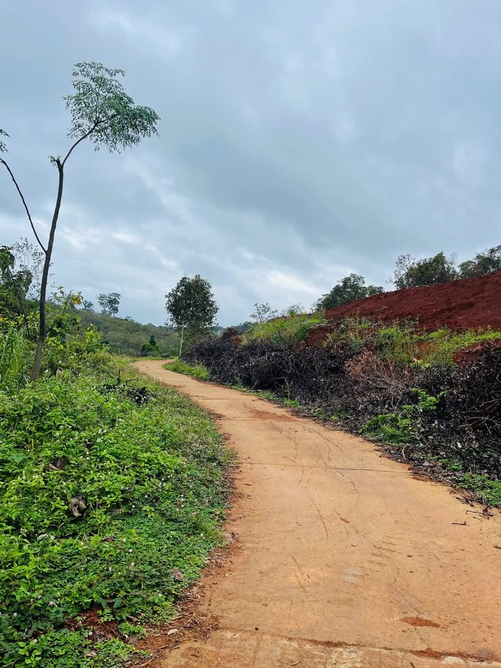 Lô rẫy 16000m² xã Ea Khăl, giá 1.75 tỷ - Đất đỏ bazan màu mỡ!