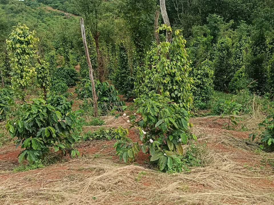 Đất nền Quảng Tâm Tuy Đức 10,000m² giá chỉ 945 triệu - Đầu tư sinh lời ngay!