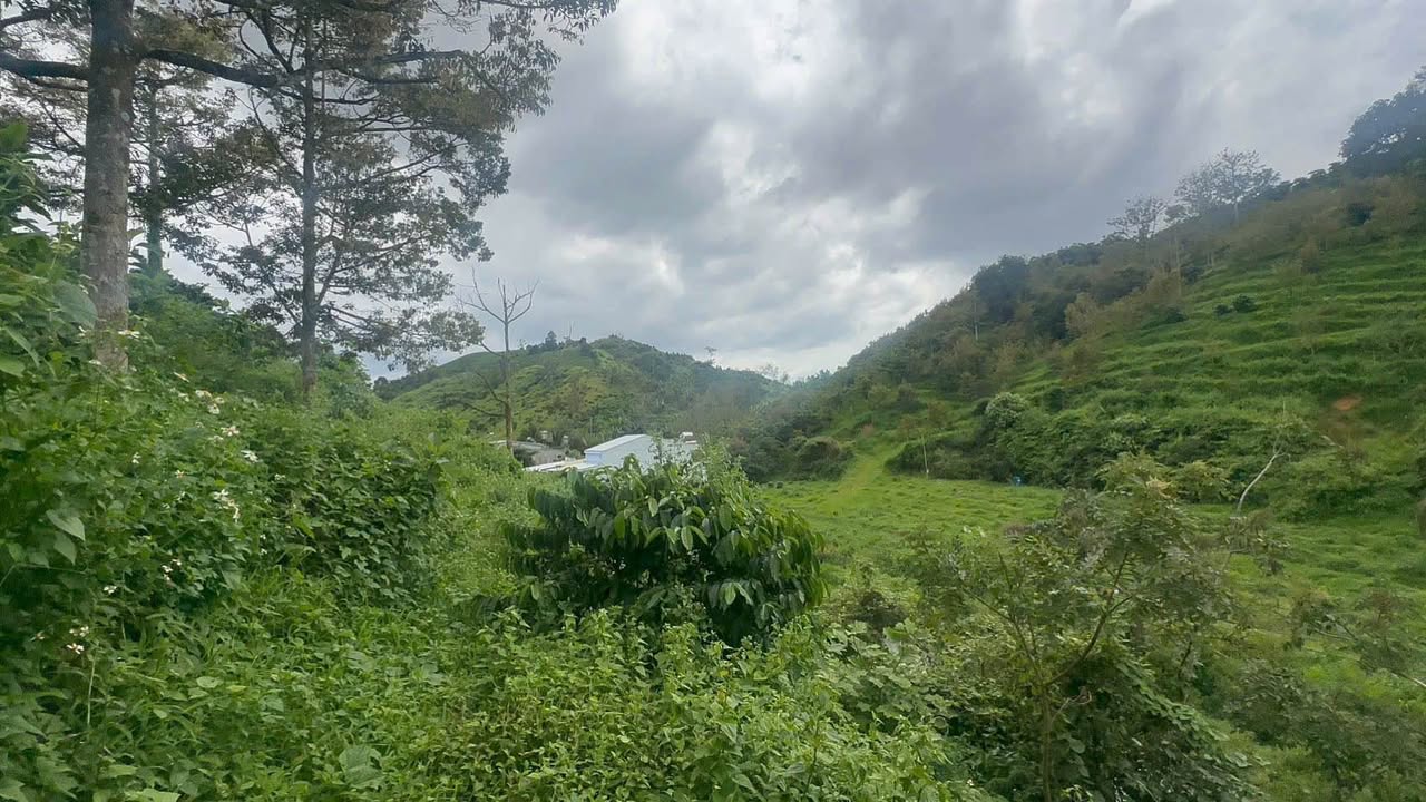 Đất nền Lộc Thành Bảo Lâm 3495m² giá 6.5 tỷ - Sẵn sổ đỏ chính chủ!