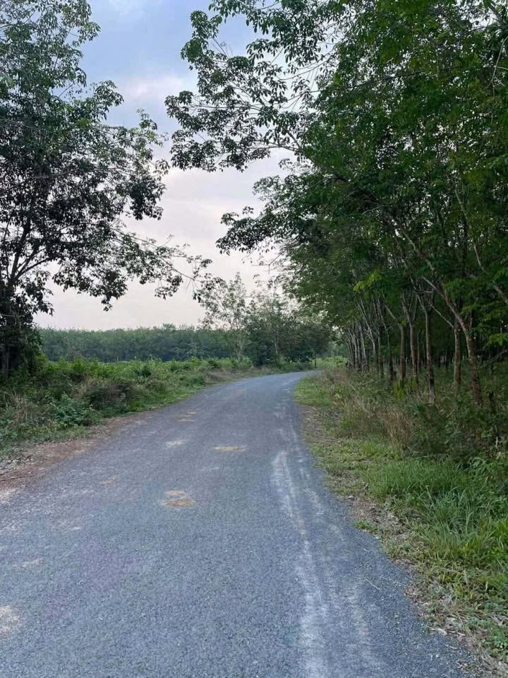 Đất nền 1600m² ấp Phước Trung, Châu Thành - Giá chỉ 2 tỷ, có thương lượng!