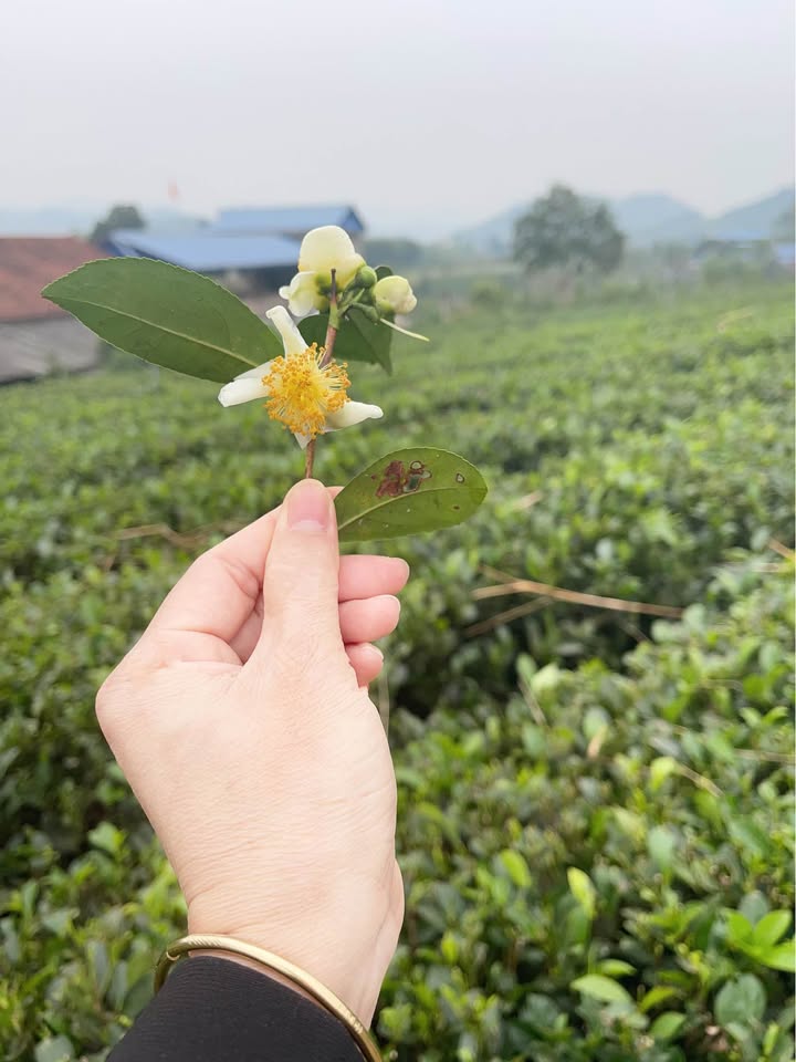 Lô đất Phúc Thuần, Phúc Xuân 1809m² thổ cư 600m² - Cơ hội đầu tư lý tưởng!