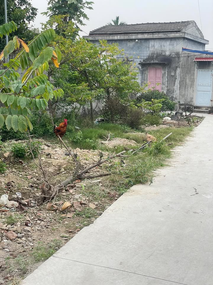 Đất nền Lệ Tảo, Kiến An 104m² chỉ 1 tỷ - Cơ hội đầu tư hấp dẫn!