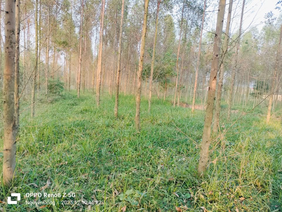 Đất Farm 10.000m² tại Đông Sơn, Yên Thế, Bắc Giang - Tiềm năng đầu tư lớn!