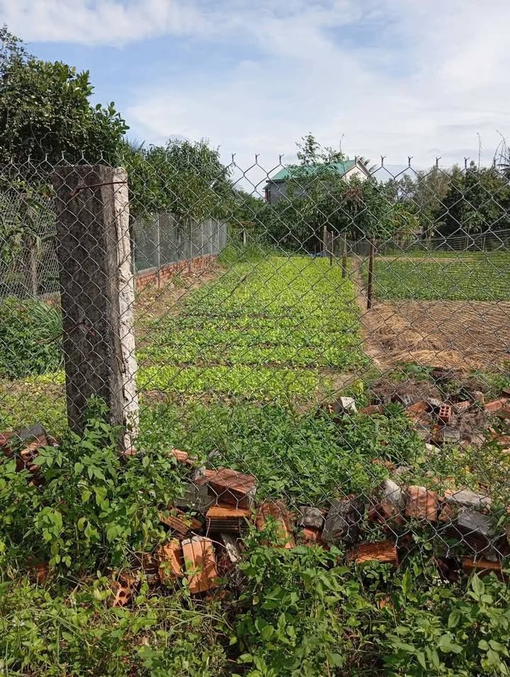 Đất biển Tịnh Khê - Quảng Ngãi 140m² giá chỉ 600 triệu - Cơ hội đầu tư tuyệt vời!