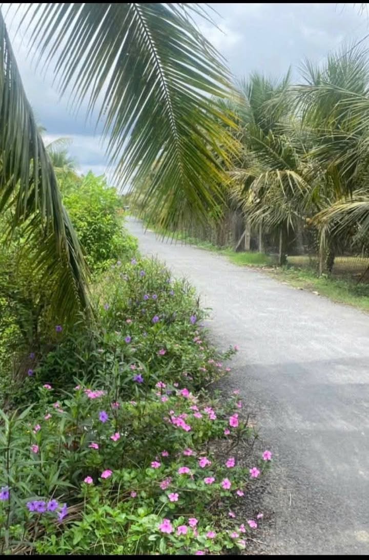 Đất mặt tiền đường Cao Tấn Phát, 4500m² giá 720 triệu - Cơ hội đầu tư tuyệt vời!