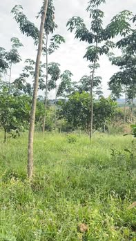 Đất nền 2323m² tại Đức Liễu, Bù Đăng - Giá chỉ 2.4 tỷ, đầu tư sinh lời!