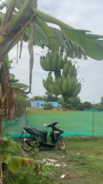 Đất Lúa 2000m² Mỹ Lộc, Cần Giuộc chỉ 800 triệu - Không quy hoạch, 2 sổ đỏ chính chủ!