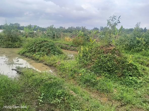 Đất nông nghiệp 11.000m² tại Bình Phước, giá 4.5 tỷ - Cơ hội đầu tư tuyệt vời!