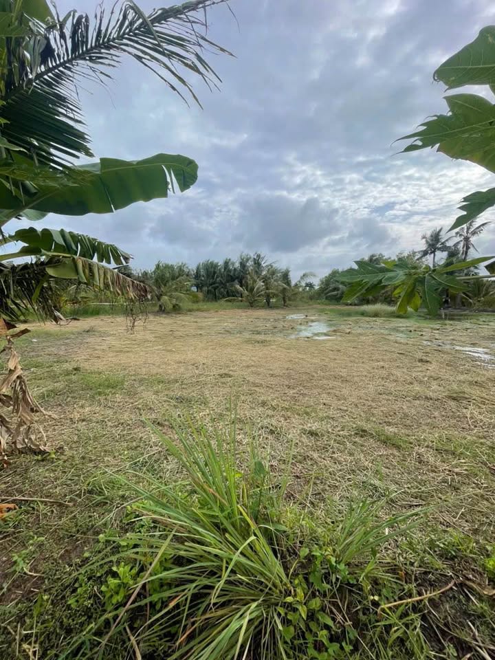 Đất nền Thạnh Phú 1200m² giá 1.6 tỷ - Vị trí đẹp, chính chủ!