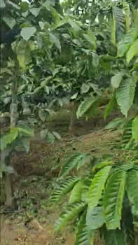 Đất nông nghiệp Đạ Đờn Lâm Hà 7 sào giá 2.2 tỷ - Tiềm năng thu lợi nhuận ngay!