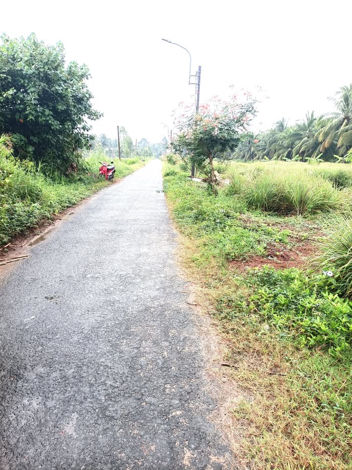 Đất vườn dừa Trà Vinh 3000m² giá 3 tỷ - Đầu tư sinh lời hấp dẫn!