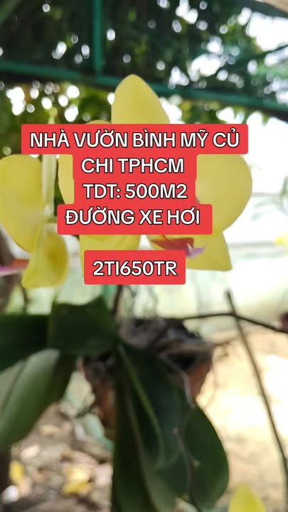 Nhà vườn 500m² Bình Mỹ Củ Chi giá 2.65 tỷ - Đầu tư lý tưởng!