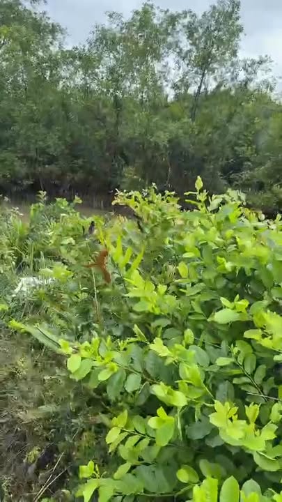 Đất nền Hiệp Phước Nhà Bè 960m² giá 7.6 tỷ - Cơ hội đầu tư vàng!