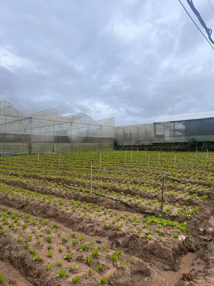 Đất mặt đường DH14 xã Ka Đơn 700m² giá 1.19 tỷ - Đầu tư sinh lời ngay!