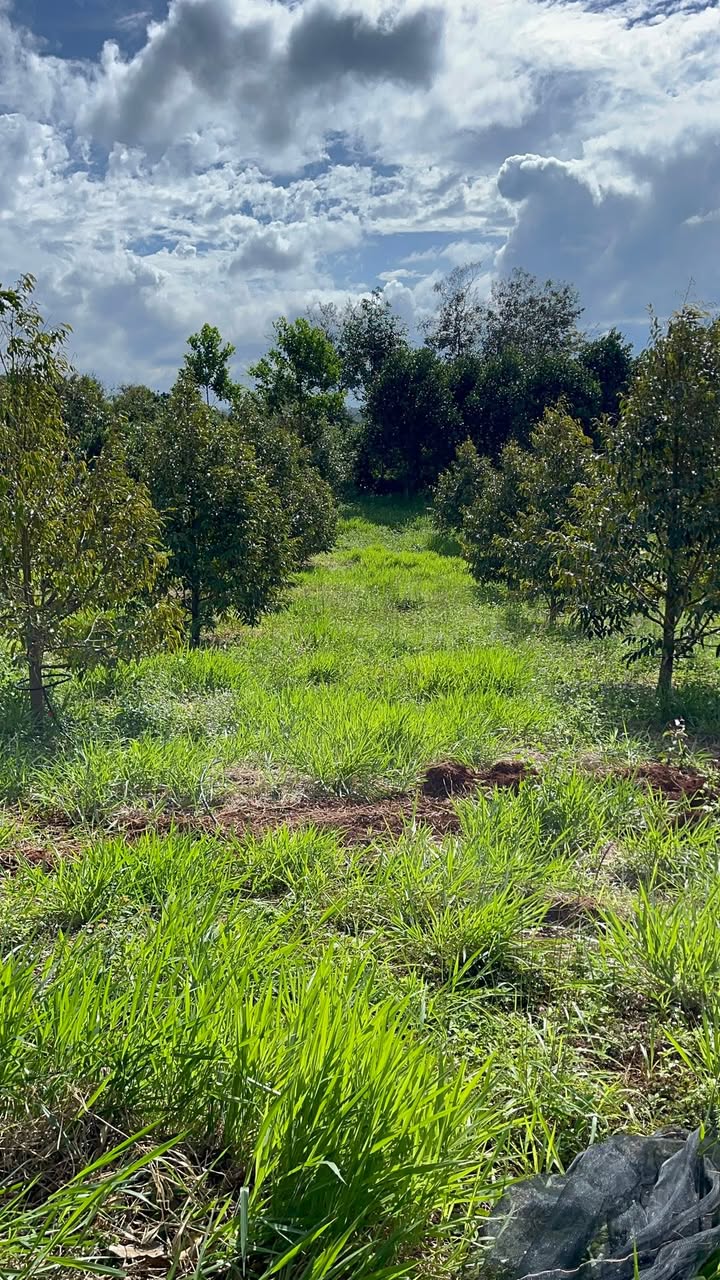 Đất Farm 9ha tại Ea Sin, Krông Búk - Giá chỉ 2.43 tỷ, đầu tư sinh lời cao!