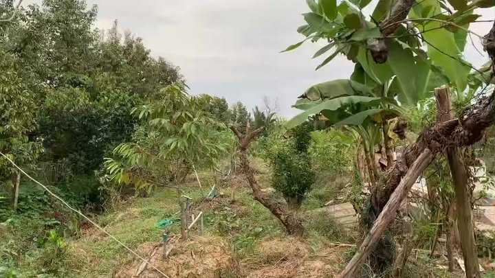 Đất nền 940m² tại Ấp 14, Cai Lậy giá chỉ 500 triệu - Tiện ích đầy đủ!