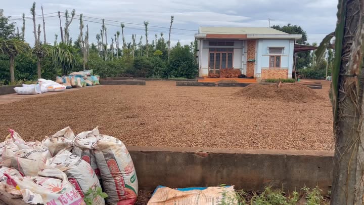 Farm 6ha tại Ia Rong, Chư Pưh, Gia Lai - Giá chỉ 16.2 tỷ!