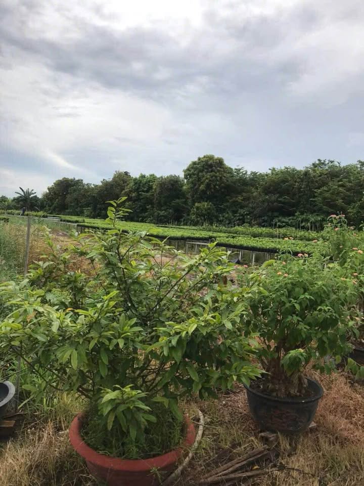 Đất thổ cư 590m² tại Tân Khánh Đông, Sa Đéc, giá 4.2 tỷ - Đất cao ráo, tiện ích xung quanh