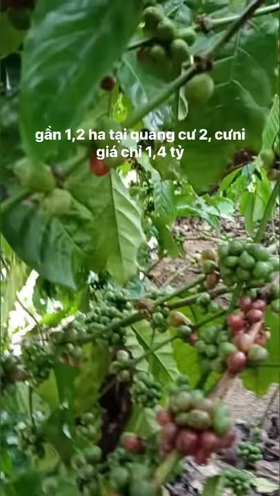 Farm cà phê 1ha tại xã Cư Ni, Ea Kar - Đầu tư sinh lời chỉ 1.4 tỷ!