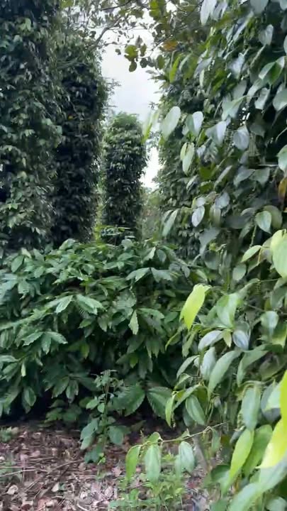 Farm 1,6ha Cư Ni Ea Kar - Đất thổ cư, cây trái cho thu hoạch ngay!