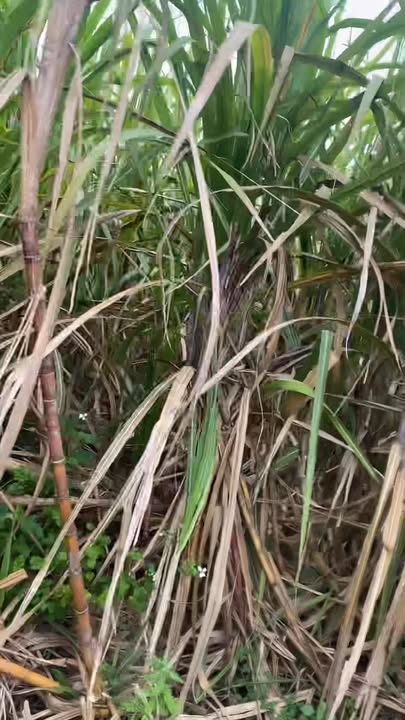 Đất nông nghiệp 1,3 ha tại Nghĩa Yên - Giá thỏa thuận hấp dẫn!