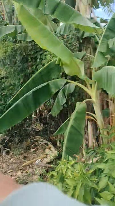 Đất thổ cư 270m² tại đường 24/3, Đăk Hà - Giá chỉ 1.25 tỷ, hai mặt tiền