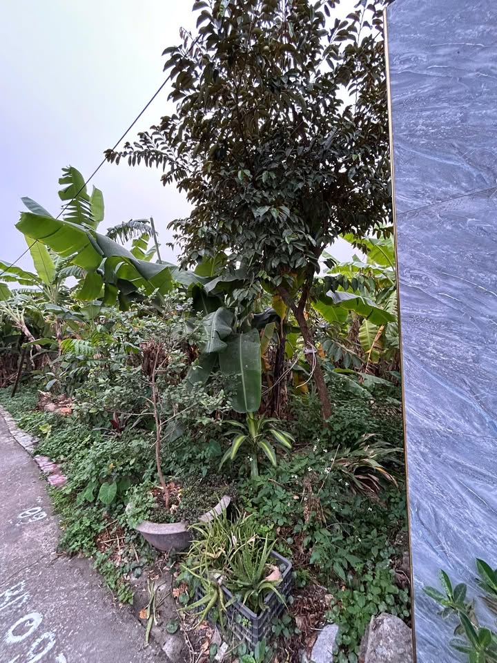 Đất nền thổ cư 69,2m² thôn 3 Bắc Sơn, An Dương chỉ 1,65 tỷ - Tiềm năng tăng giá cao!