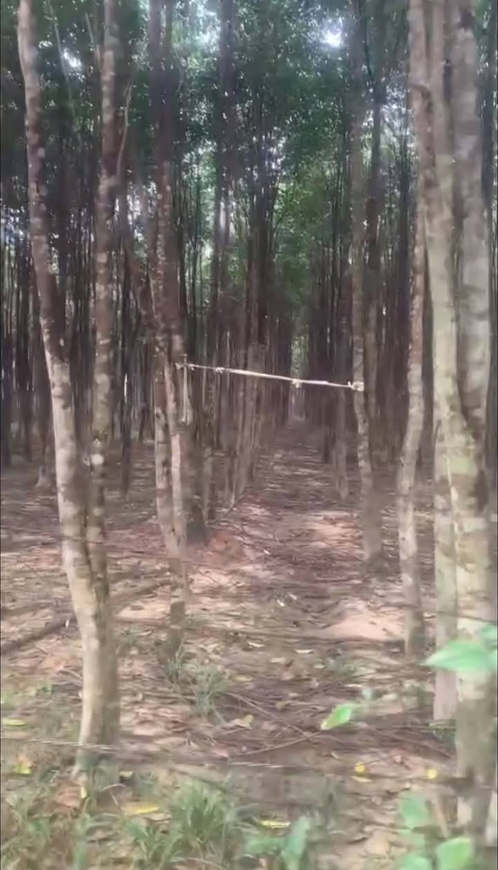 Lô đất 853,8m² tại xã Phúc Trạch, Hương Khê giá 2 tỷ - Sổ đỏ chính chủ!