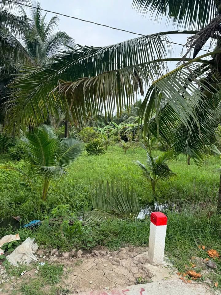 Đất cây lâu năm Lương Hòa, Châu Thành, Trà Vinh 2127m² giá 1.2 tỷ - Đầu tư lý tưởng!